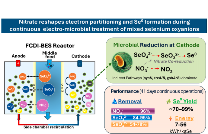 Graphical abstract: FCDI-BES reactor removes and reduces selenium oxyanions, with nitrate co-reduction at the cathode enhancing elemental selenium yield
